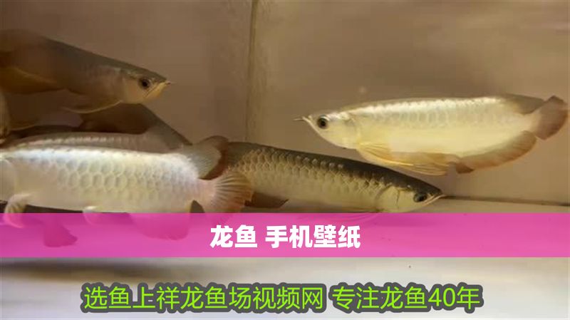 龍魚 手機壁紙