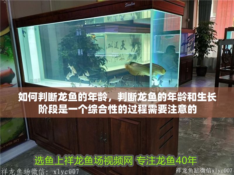 如何判斷龍魚的年齡，判斷龍魚的年齡和生長階段是一個綜合性的過程需要注意的