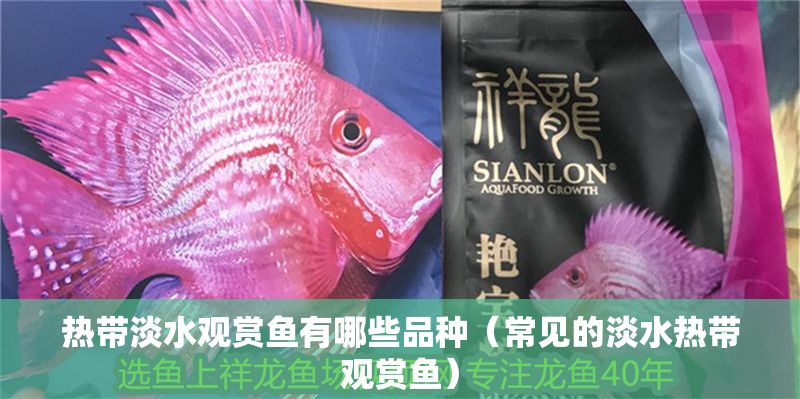 熱帶淡水觀賞魚有哪些品種（常見的淡水熱帶觀賞魚）