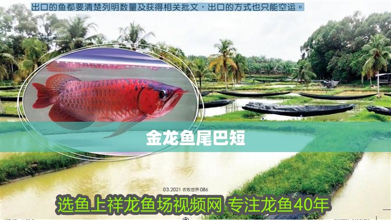 金龍魚尾巴短