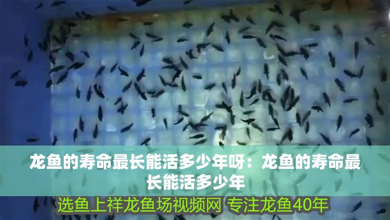 龍魚的壽命最長能活多少年呀：龍魚的壽命最長能活多少年