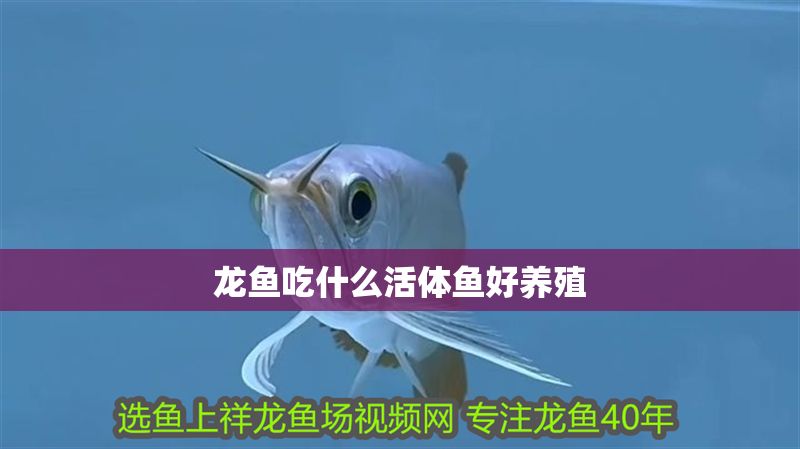 龍魚吃什么活體魚好養殖 龍魚百科 第2張 龍魚吃什么活體魚好養殖 龍魚吃什么活體魚好養殖 龍魚百科 第2張