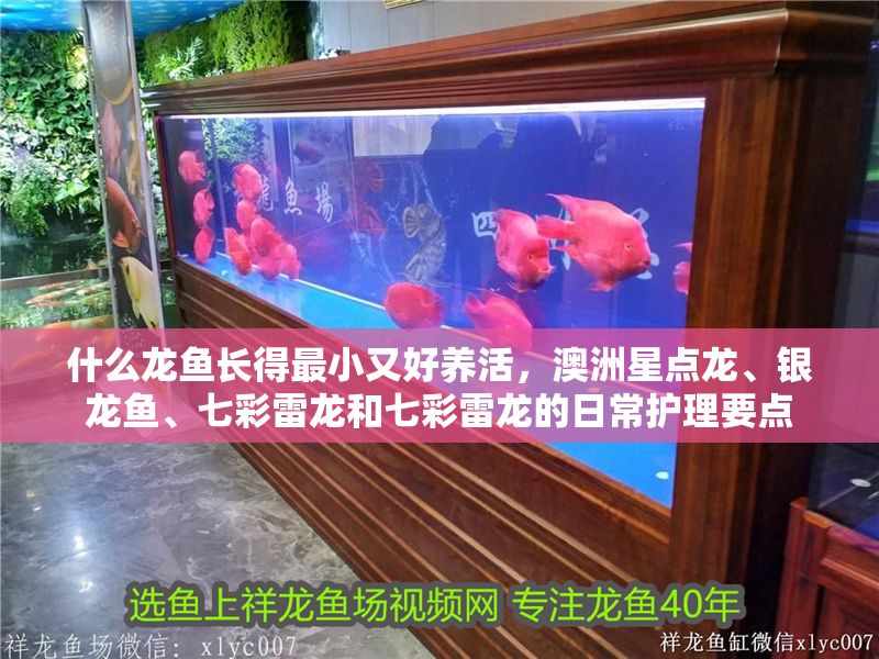 什么龍魚長得最小又好養活，澳洲星點龍、銀龍魚、七彩雷龍和七彩雷龍的日常護理要點