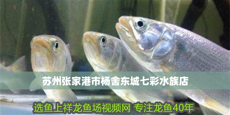 蘇州張家港市楊舍東城七彩水族店