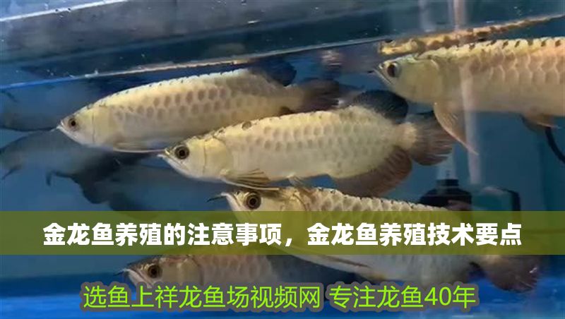 金龍魚養殖的注意事項，金龍魚養殖技術要點