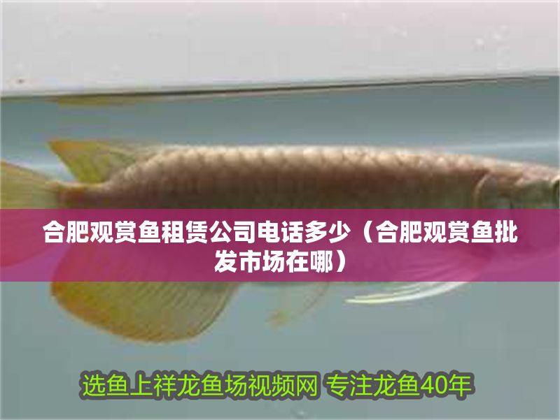 合肥觀賞魚租賃公司電話多少（合肥觀賞魚批發(fā)市場在哪）