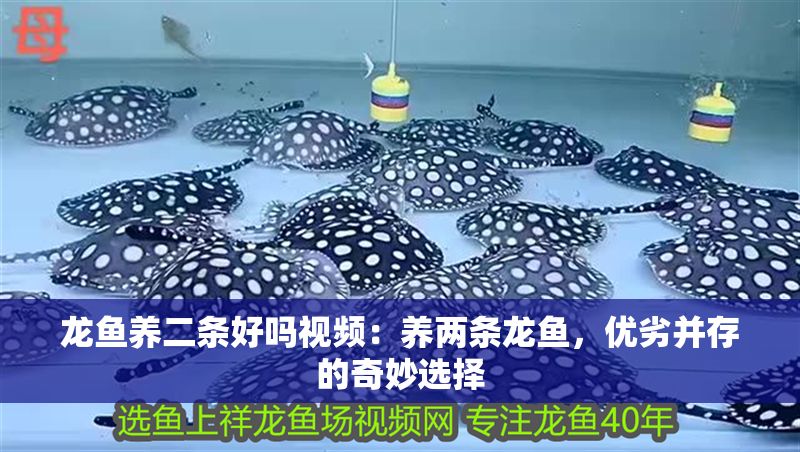 龍魚養二條好嗎視頻：養兩條龍魚，優劣并存的奇妙選擇