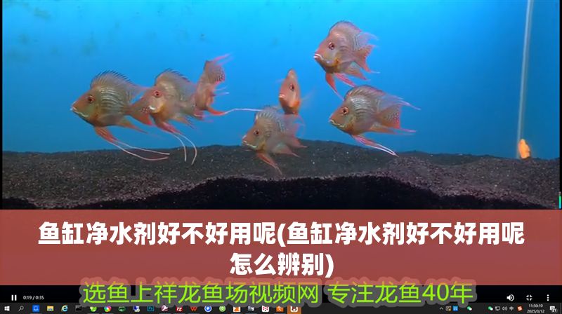 魚缸凈水劑好不好用呢(魚缸凈水劑好不好用呢怎么辨別)