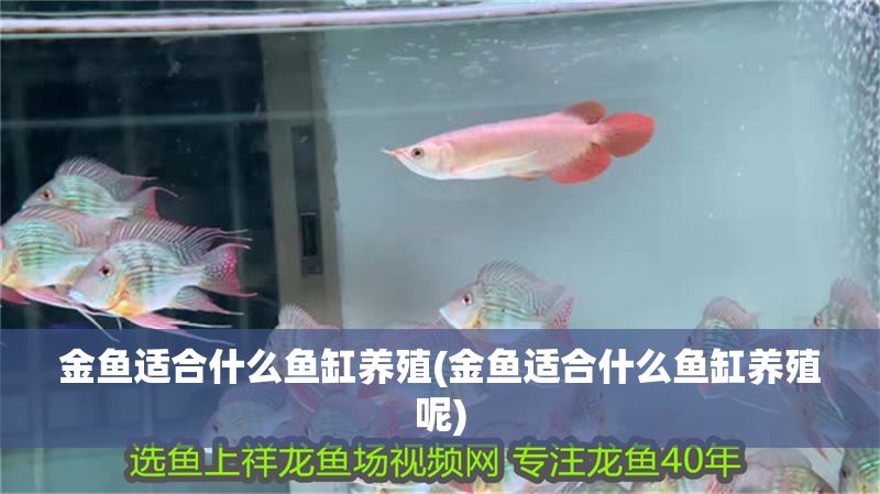 金魚適合什么魚缸養殖(金魚適合什么魚缸養殖呢)