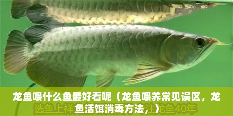 龍魚(yú)喂什么魚(yú)最好看呢（龍魚(yú)喂養(yǎng)常見(jiàn)誤區(qū)，龍魚(yú)活餌消毒方法，）