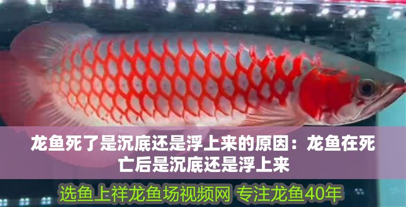 龍魚死了是沉底還是浮上來的原因：龍魚在死亡后是沉底還是浮上來