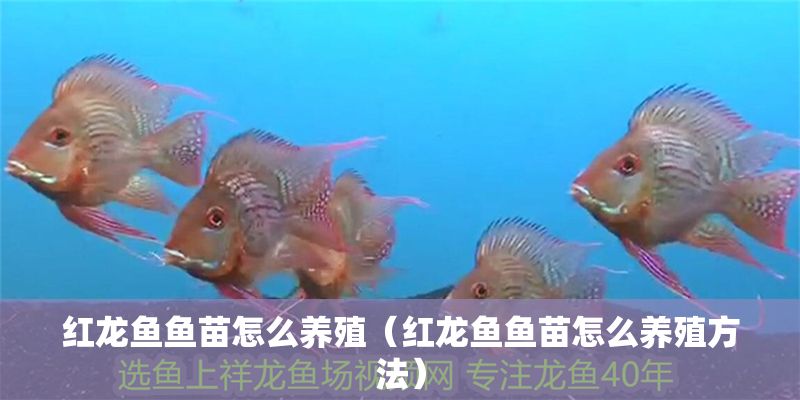 紅龍魚(yú)魚(yú)苗怎么養(yǎng)殖（紅龍魚(yú)魚(yú)苗怎么養(yǎng)殖方法）