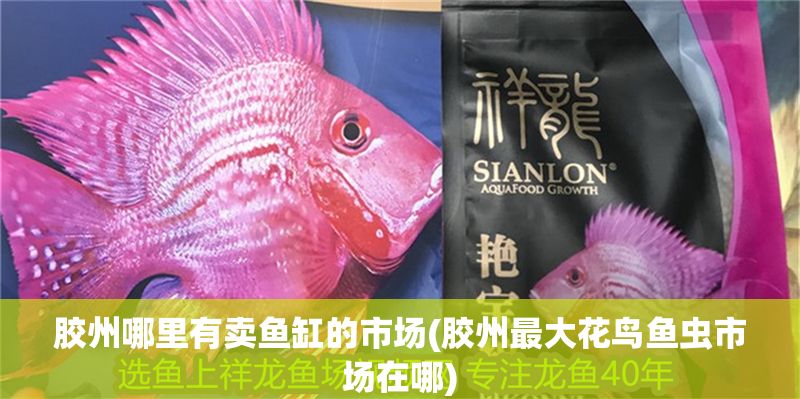 膠州哪里有賣魚缸的市場(膠州最大花鳥魚蟲市場在哪)