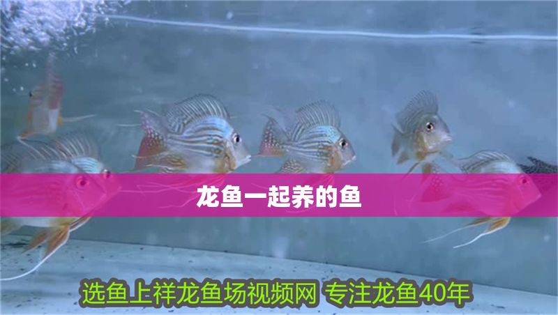 龍魚一起養的魚