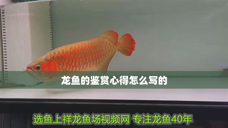 龍魚的鑒賞心得怎么寫的 龍魚的鑒賞心得怎么寫的 龍魚百科 第2張