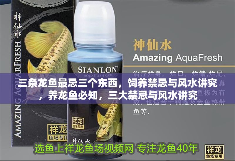 三條龍魚最忌三個東西，飼養禁忌與風水講究，養龍魚必知，三大禁忌與風水講究 三條龍魚最忌三個東西，飼養禁忌與風水講究，養龍魚必知，三大禁忌與風水講究 龍魚百科 第1張