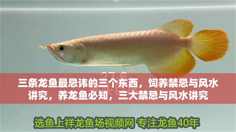三條龍魚最忌諱的三個東西，飼養禁忌與風水講究，養龍魚必知，三大禁忌與風水講究 三條龍魚最忌諱的三個東西，飼養禁忌與風水講究，養龍魚必知，三大禁忌與風水講究 龍魚百科 第1張