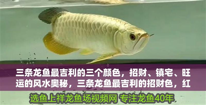 三條龍魚最吉利的三個(gè)顏色，招財(cái)、鎮(zhèn)宅、旺運(yùn)的風(fēng)水奧秘，三條龍魚最吉利的招財(cái)色，紅金黑鎮(zhèn)宅旺運(yùn)風(fēng)水解析
