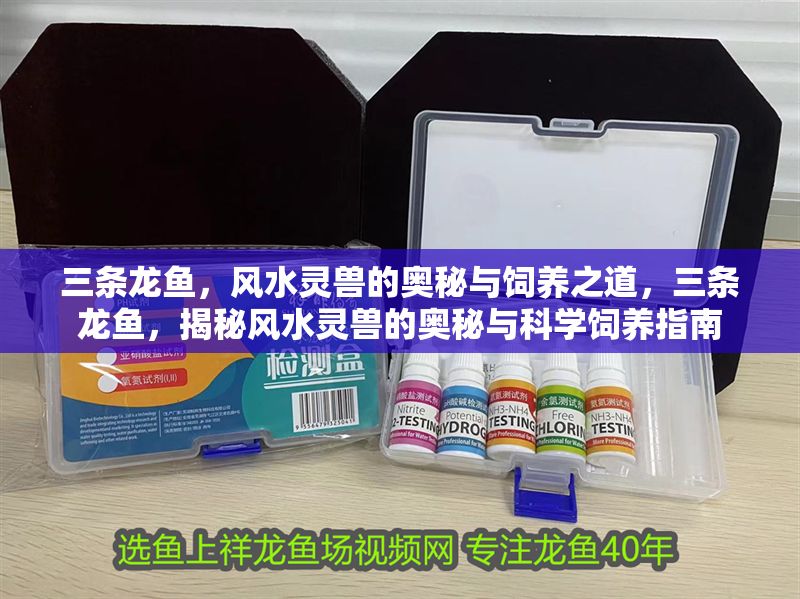 三條龍魚，風水靈獸的奧秘與飼養之道，三條龍魚，揭秘風水靈獸的奧秘與科學飼養指南