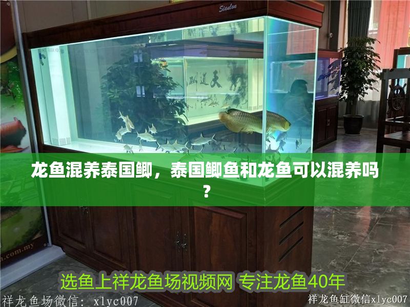 龍魚混養泰國鯽，泰國鯽魚和龍魚可以混養嗎？