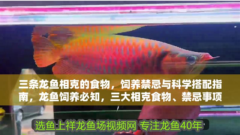 三條龍魚相克的食物，飼養(yǎng)禁忌與科學(xué)搭配指南，龍魚飼養(yǎng)必知，三大相克食物、禁忌事項與科學(xué)搭配全指南