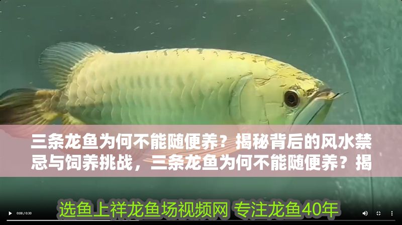 三條龍魚為何不能隨便養？揭秘背后的風水禁忌與飼養挑戰，三條龍魚為何不能隨便養？揭秘風水禁忌與飼養挑戰