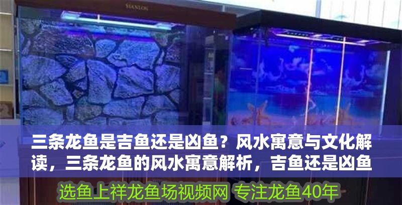 三條龍魚是吉魚還是兇魚？風水寓意與文化解讀，三條龍魚的風水寓意解析，吉魚還是兇魚？ 三條龍魚是吉魚還是兇魚？風水寓意與文化解讀，三條龍魚的風水寓意解析，吉魚還是兇魚？ 龍魚百科 第1張