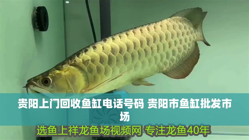 貴陽上門回收魚缸電話號碼 貴陽市魚缸批發市場 貴陽上門回收魚缸電話號碼 貴陽市魚缸批發市場 龍魚百科 第1張