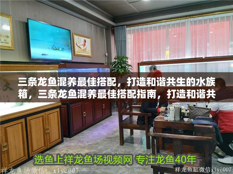 三條龍魚混養最佳搭配，打造和諧共生的水族箱，三條龍魚混養最佳搭配指南，打造和諧共生的水族箱 三條龍魚混養最佳搭配，打造和諧共生的水族箱，三條龍魚混養最佳搭配指南，打造和諧共生的水族箱 龍魚百科 第1張