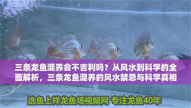 三條龍魚混養(yǎng)會不吉利嗎？從風(fēng)水到科學(xué)的全面解析，三條龍魚混養(yǎng)的風(fēng)水禁忌與科學(xué)真相