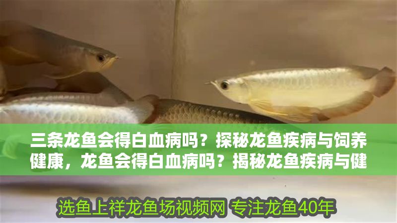 三條龍魚會得白血病嗎?探秘龍魚疾病與飼養健康,龍魚會得白血病嗎?揭秘龍魚疾病與健康飼養關鍵 龍魚百科 第1張 三條龍魚會得白血病嗎?探秘龍魚疾病與飼養健康,龍魚會得白血病嗎?揭秘龍魚疾病與健康飼養關鍵 三條龍魚會得白血病嗎?探秘龍魚疾病與飼養健康,龍魚會得白血病嗎?揭秘龍魚疾病與健康飼養關鍵 龍魚百科 第1張