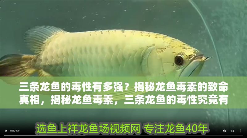 三條龍魚的毒性有多強？揭秘龍魚毒素的致命真相，揭秘龍魚毒素，三條龍魚的毒性究竟有多致命？
