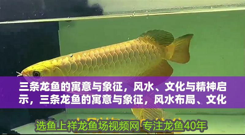 三條龍魚的寓意與象征，風水、文化與精神啟示，三條龍魚的寓意與象征，風水布局、文化內涵與精神啟示