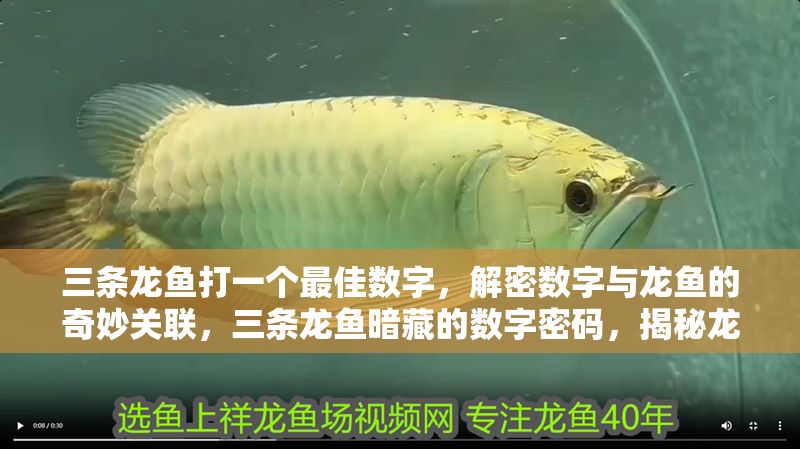 三條龍魚打一個最佳數字，解密數字與龍魚的奇妙關聯，三條龍魚暗藏的數字密碼，揭秘龍魚與最佳數字的神秘關聯