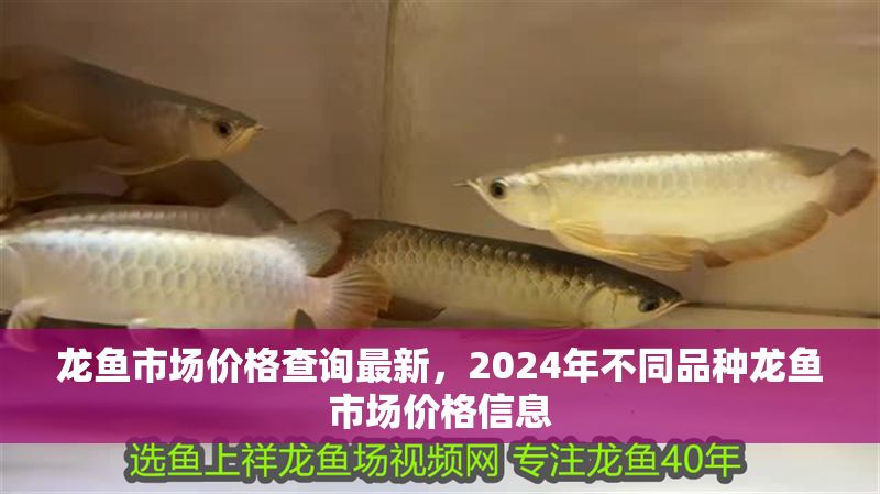 龍魚市場價格查詢最新,2024年不同品種龍魚市場價格信息 龍魚百科 第2張 龍魚市場價格查詢最新,2024年不同品種龍魚市場價格信息 龍魚市場價格查詢最新,2024年不同品種龍魚市場價格信息 龍魚百科 第2張