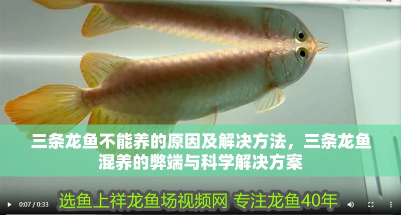 三條龍魚不能養(yǎng)的原因及解決方法，三條龍魚混養(yǎng)的弊端與科學(xué)解決方案 三條龍魚不能養(yǎng)的原因及解決方法，三條龍魚混養(yǎng)的弊端與科學(xué)解決方案 龍魚百科 第1張