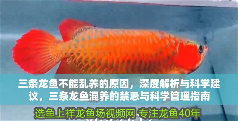 三條龍魚不能亂養的原因，深度解析與科學建議，三條龍魚混養的禁忌與科學管理指南