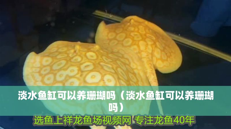 淡水魚缸可以養(yǎng)珊瑚嗎（淡水魚缸可以養(yǎng)珊瑚嗎）