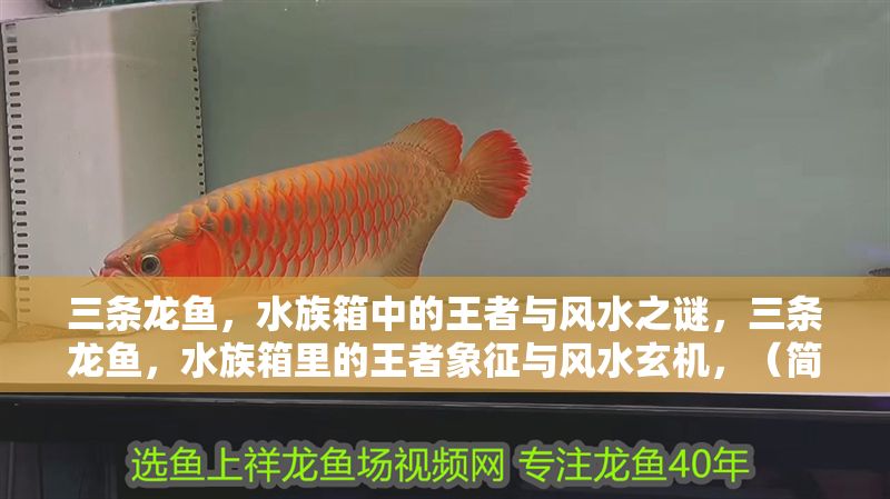 三條龍魚，水族箱中的王者與風水之謎，三條龍魚，水族箱里的王者象征與風水玄機，（簡潔突出主題，涵蓋龍魚的核心地位與風水關聯，同時保留神秘感吸引讀者。）