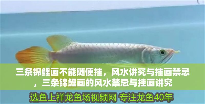 三條錦鯉畫不能隨便掛，風水講究與掛畫禁忌，三條錦鯉畫的風水禁忌與掛畫講究