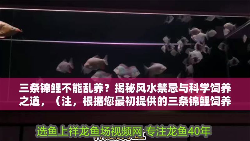 三條錦鯉不能亂養？揭秘風水禁忌與科學飼養之道，（注，根據您最初提供的三條錦鯉飼養禁忌內容，生成了一個結合風水與科學視角的標題。若您希望標題側重其他方向，可補充具體內容要求。） 三條錦鯉不能亂養？揭秘風水禁忌與科學飼養之道，（注，根據您最初提供的三條錦鯉飼養禁忌內容，生成了一個結合風水與科學視角的標題。若您希望標題側重其他方向，可補充具體內容要求。） 龍魚百科 第1張
