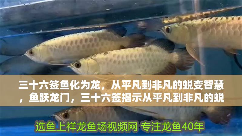 三十六簽魚化為龍，從平凡到非凡的蛻變智慧，魚躍龍門，三十六簽揭示從平凡到非凡的蛻變智慧 三十六簽魚化為龍，從平凡到非凡的蛻變智慧，魚躍龍門，三十六簽揭示從平凡到非凡的蛻變智慧 龍魚百科 第1張