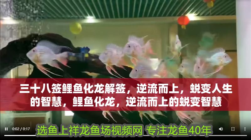 三十八簽鯉魚化龍解簽，逆流而上，蛻變人生的智慧，鯉魚化龍，逆流而上的蛻變智慧