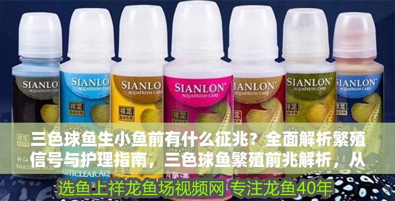 三色球魚生小魚前有什么征兆？全面解析繁殖信號與護理指南，三色球魚繁殖前兆解析，從征兆到護理全指南