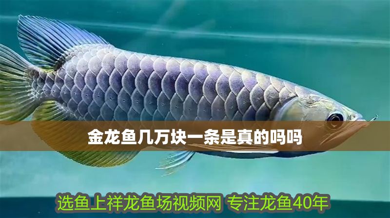 金龍魚幾萬塊一條是真的嗎嗎 金龍魚幾萬塊一條是真的嗎嗎 龍魚百科 第2張