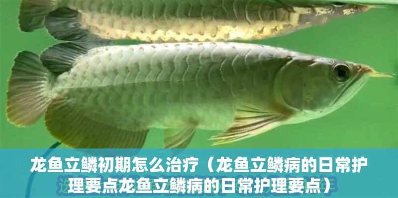 龍魚立鱗初期怎么治療（龍魚立鱗病的日常護理要點龍魚立鱗病的日常護理要點）