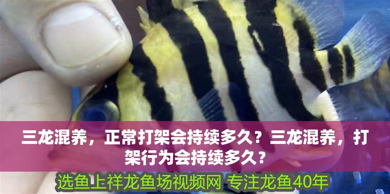 三龍混養，正常打架會持續多久？三龍混養，打架行為會持續多久？