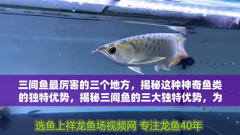 三間魚最厲害的三個地方，揭秘這種神奇魚類的獨特優勢，揭秘三間魚的三大獨特優勢，為何它是最神奇的魚類？ 三間魚最厲害的三個地方，揭秘這種神奇魚類的獨特優勢，揭秘三間魚的三大獨特優勢，為何它是最神奇的魚類？ 龍魚百科 第1張