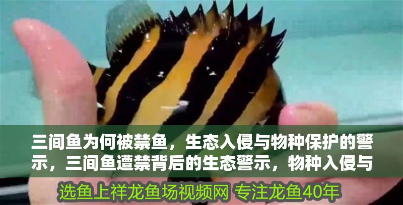 三間魚為何被禁魚，生態入侵與物種保護的警示，三間魚遭禁背后的生態警示，物種入侵與保護之辯