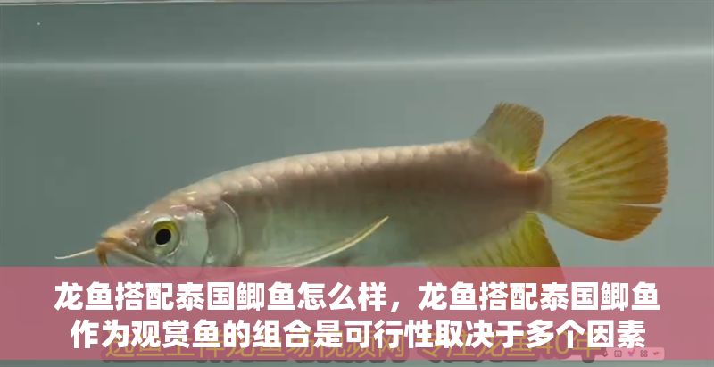 龍魚搭配泰國鯽魚怎么樣，龍魚搭配泰國鯽魚作為觀賞魚的組合是可行性取決于多個因素